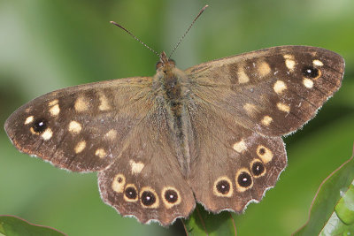 Pararge aegeria - Speckled Wood
