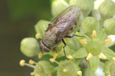 Pollenia spec. - Cluster Fly