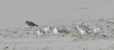 Calidris alba - Sanderling