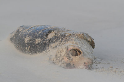 Phoca vitulina - Harbor Seal