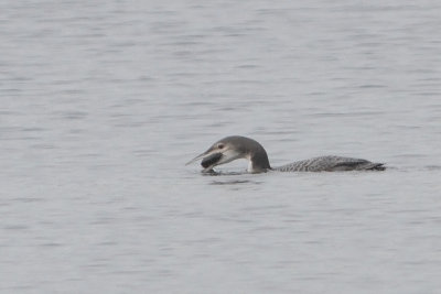 IJsduiker