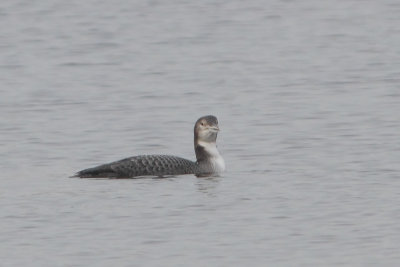 IJsduiker