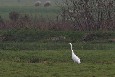 Casmerodius albus - Western White Egret