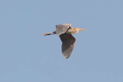 Ardea purpurea - Purple Heron
