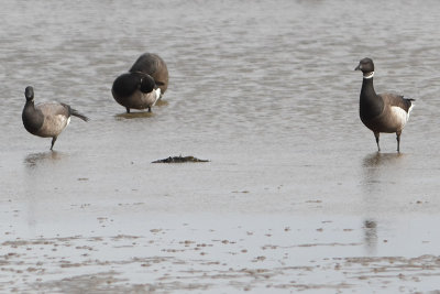 Branta nigricans - Black Brent