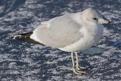 Common Gull M[7074804] Stockholm