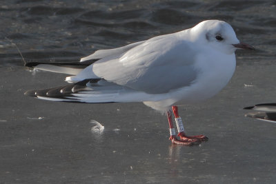 Black-headed Gull W[E7N2]