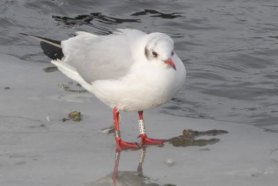 Kokmeeuw