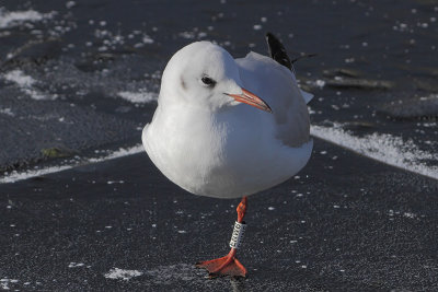 Black-headed Gull W[ENW6]