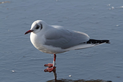 Black-headed Gull W[E0WZ]