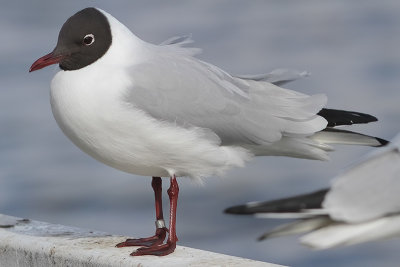 Black-headed Gull M[EL88464] London