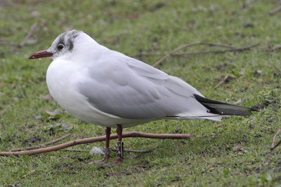 Black-headed Gull Bk[S-6]