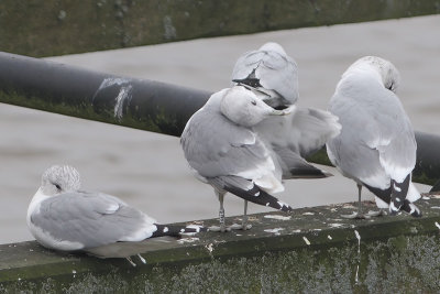 Stormmeeuw