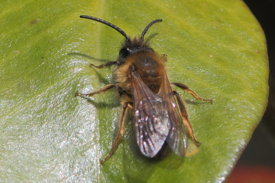 Andrena bicolor - Gwynne's Mining Bee