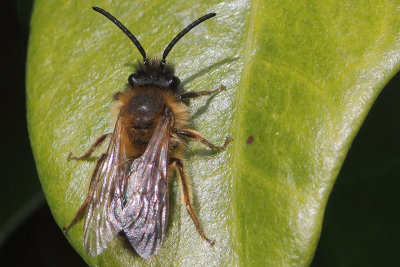 Andrena bicolor - Gwynne's Mining Bee