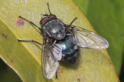 Calliphora vicina - Common Blow Fly