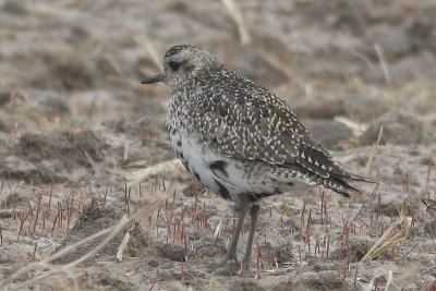 Pluvialis apricaria - Eurasian Golden Plover
