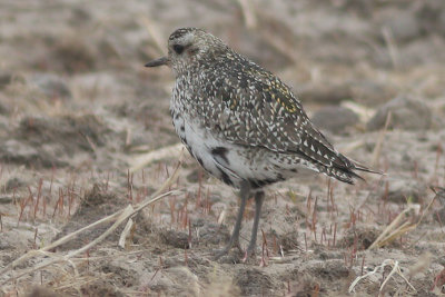 Pluvialis apricaria - Eurasian Golden Plover