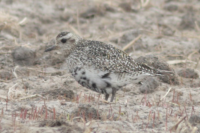 Pluvialis apricaria - Eurasian Golden Plover