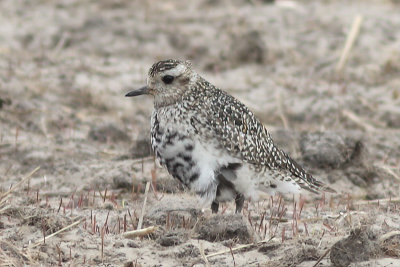 Pluvialis apricaria - Eurasian Golden Plover