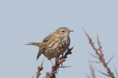 Anthus pratensis - Meadow Pipit