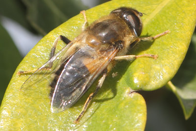Eristalis pertinax - Tapered Drone Fly