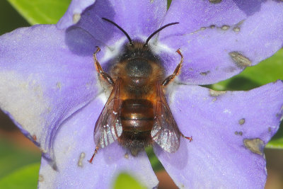 Osmia bicornis - Red Mason Bee