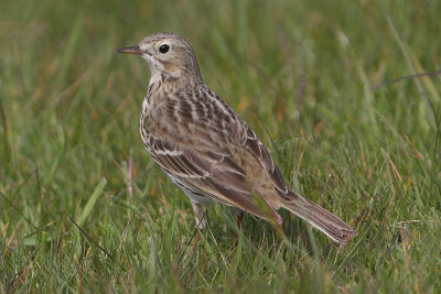 Anthus pratensis - Meadow Pipit