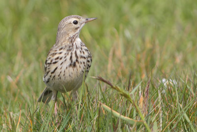 Anthus pratensis - Meadow Pipit