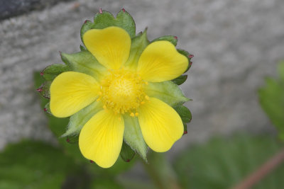 Potentilla indica - Yellow-flowered Strawberry