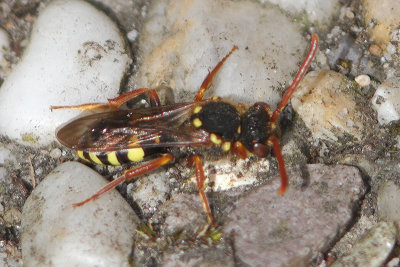 Nomada fulvicornis - Orange-horned Nomad Bee