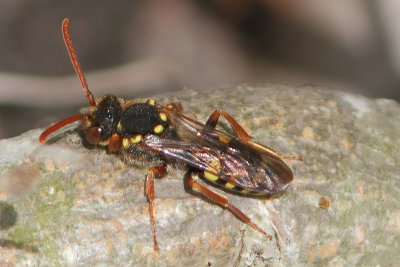 Nomada fulvicornis - Orange-horned Nomad Bee