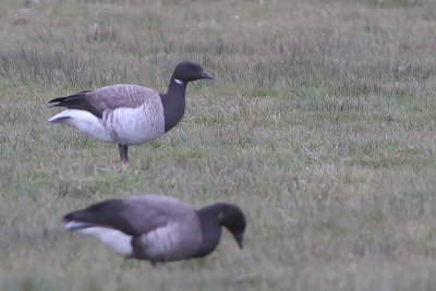Branta hrota - Pale-bellied Brent Goose