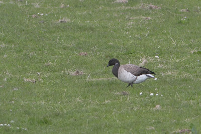 Branta hrota - Pale-bellied Brent Goose