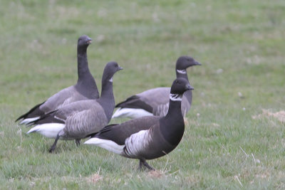 Branta nigricans - Black Brant