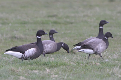 Branta nigricans - Black Brant