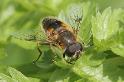 Eristalis horticola - Stripe-winged Dronefl