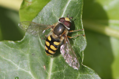 Eupeodes corollae - Migrant Hoverfly