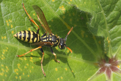 Polistes dominula- European Paper Wasp