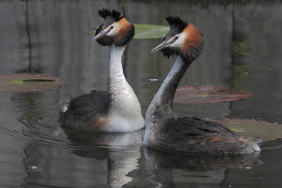 Podicepts cristatus - Common Grebe