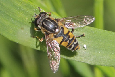 Helophilus pendulus - Tiger Hoverfly
