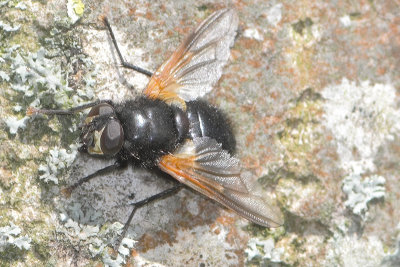 Mesembrina meridiana - Noon Fly