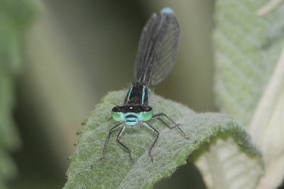 Ischnura elegans - Common Bluetail