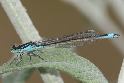 Ischnura elegans - Common Bluetail