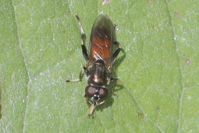 Xylota segnis - Orange-belted Leafwalker