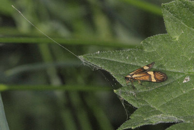 Nemophora degeerella - Longhorn Moth