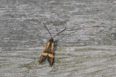 Nemophora degeerella - Longhorn Moth