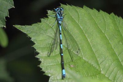 Coenagrion pulchellum - Variable Bluet