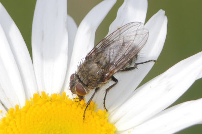 Pollenia spec. - Cluster Fly