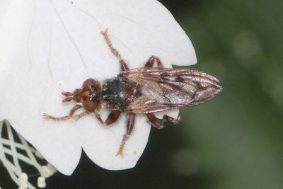 Myopa tessellatipennis